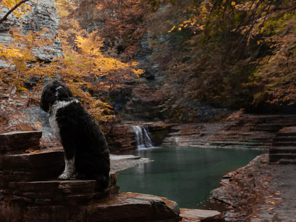 a dog sitting on a rock near a body of water