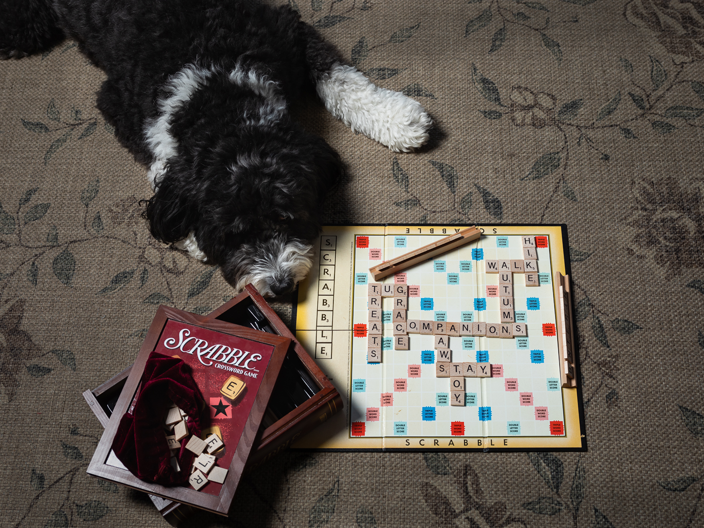 a dog lying on the floor next to a board game