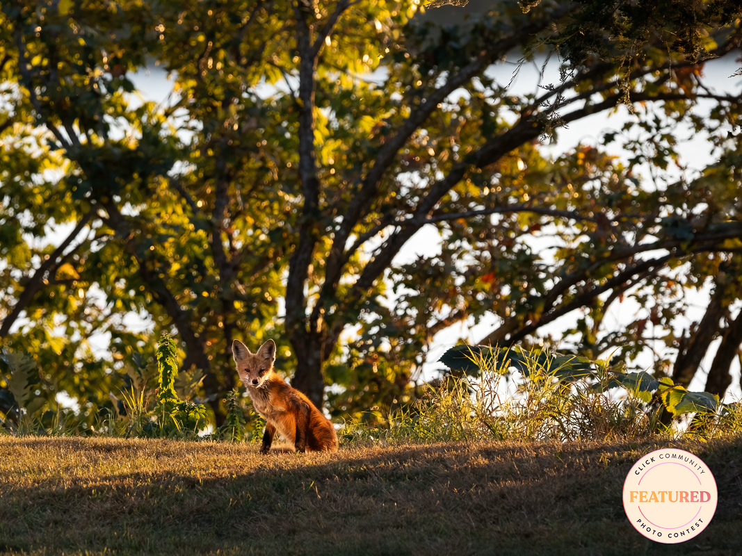 a backlit fox sitting on a hill