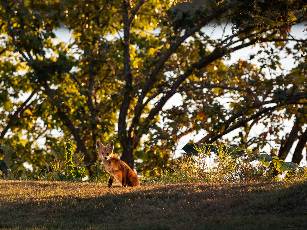 7 Fox sitting in grassy landscape.