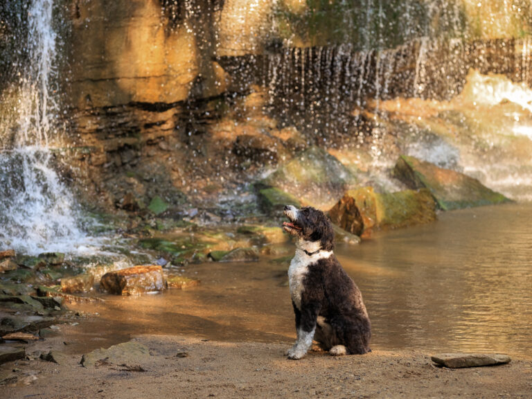 Dog looking up at a waterfall