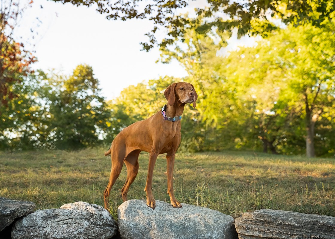 Dog Posing on large rocks in park
