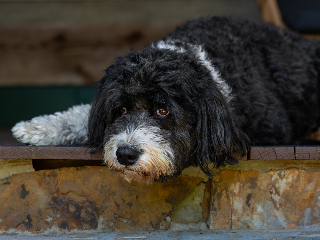 Beth Billstrom Photography 12 Dog resting on a wooden step.