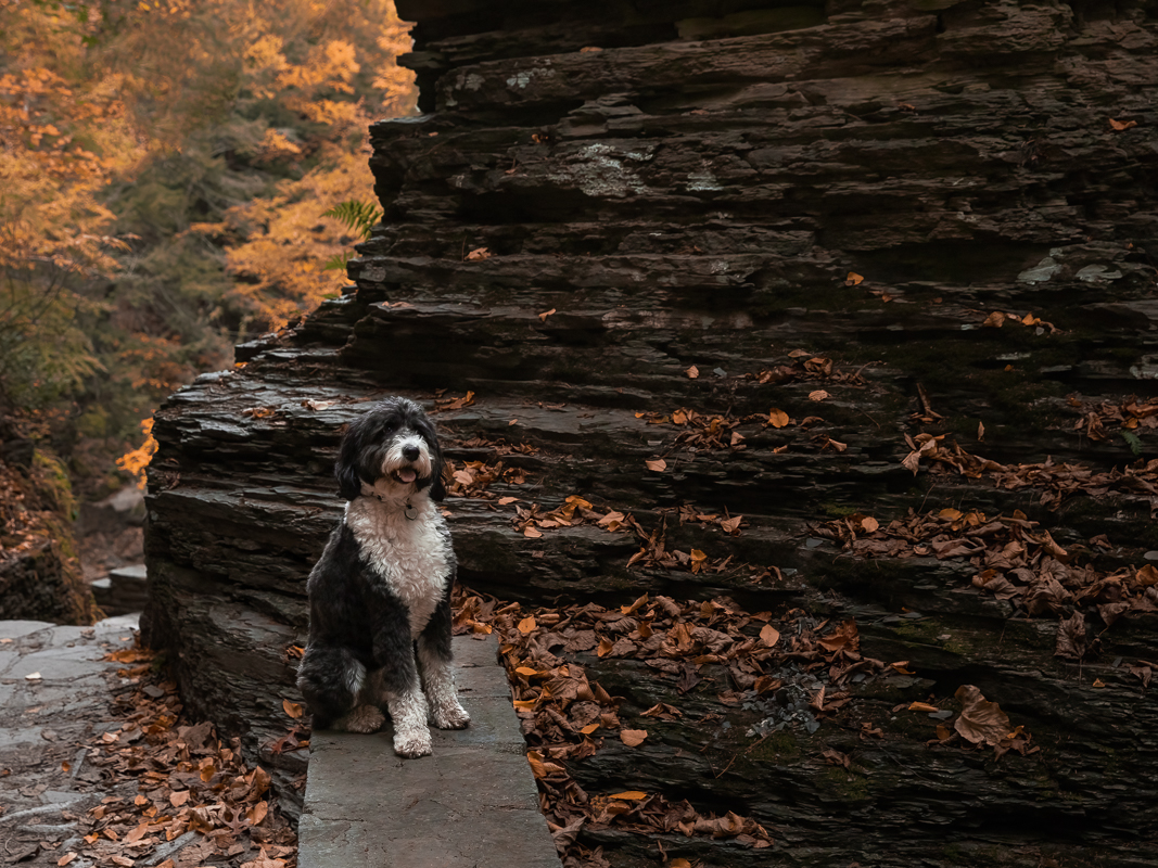 a dog sitting on a stone path near a rock wall