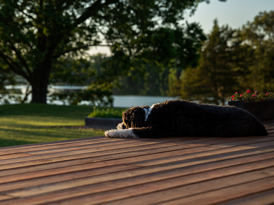 a dog lying on a deck